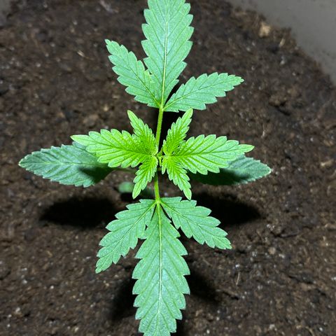 VESELEE KILLER growlog timeline photo