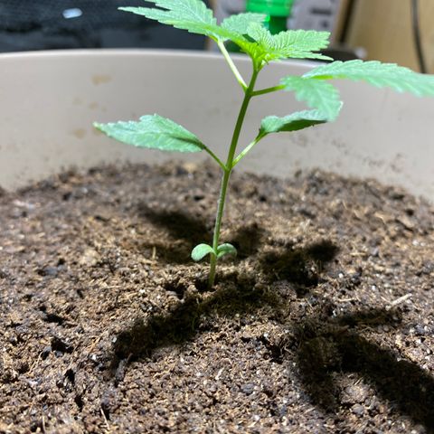 VESELEE KILLER growlog timeline photo
