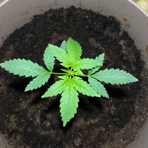 VESELEE KILLER growlog timeline photo