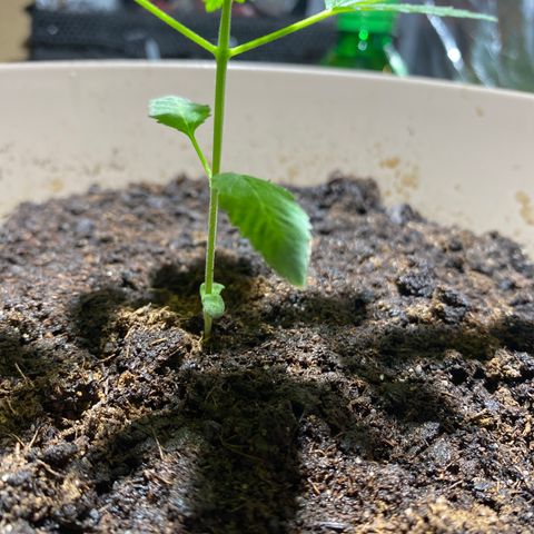 VESELEE KILLER growlog timeline photo
