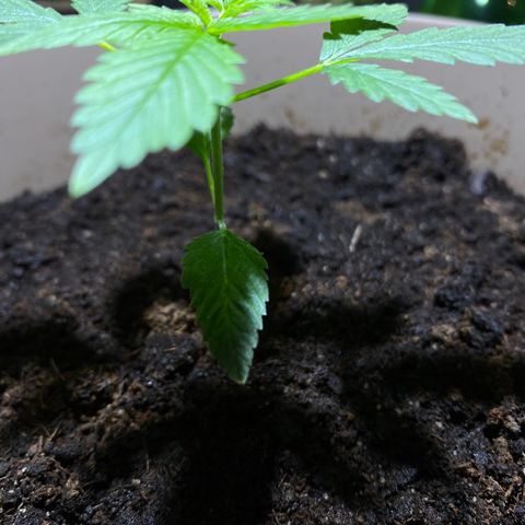 VESELEE KILLER growlog timeline photo