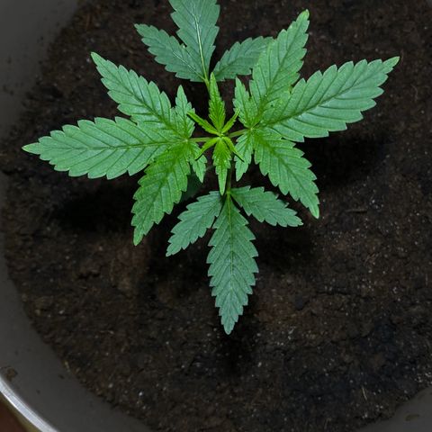 VESELEE KILLER growlog timeline photo