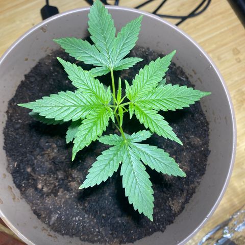 VESELEE KILLER growlog timeline photo