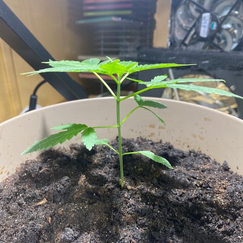 VESELEE KILLER growlog timeline photo