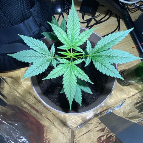 VESELEE KILLER growlog timeline photo