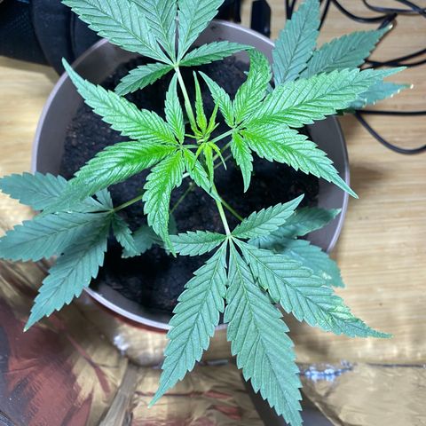 VESELEE KILLER growlog timeline photo