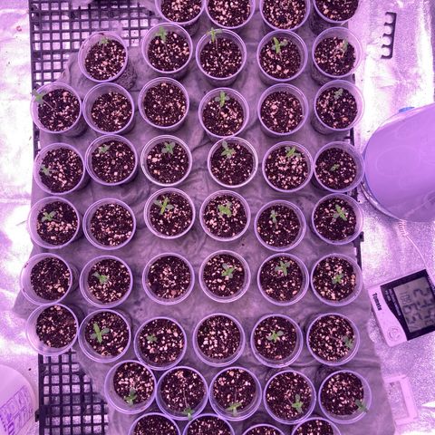 🍀 growlog timeline photo