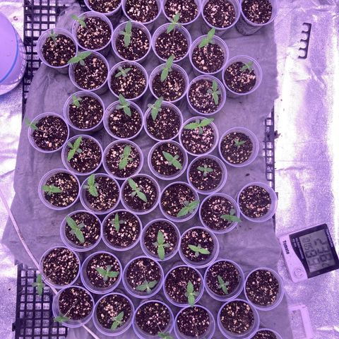 🍀 growlog photo: 18h28