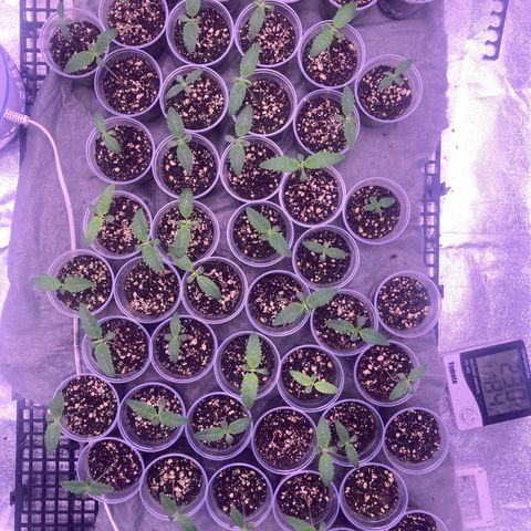 🍀 growlog timeline photo