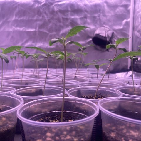 🍀 growlog timeline photo