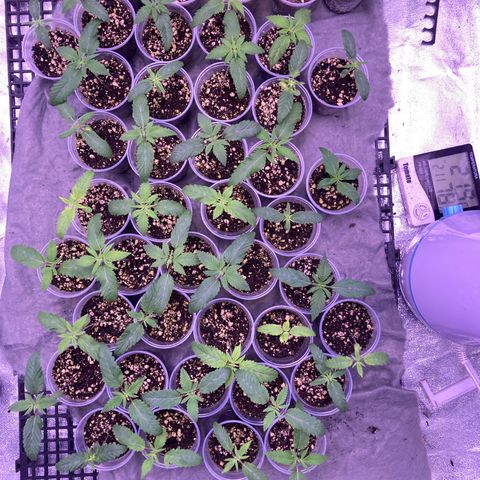 🍀 growlog photo: 10h33