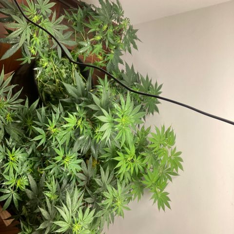 🍀 growlog timeline photo