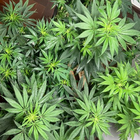 🍀 growlog timeline photo