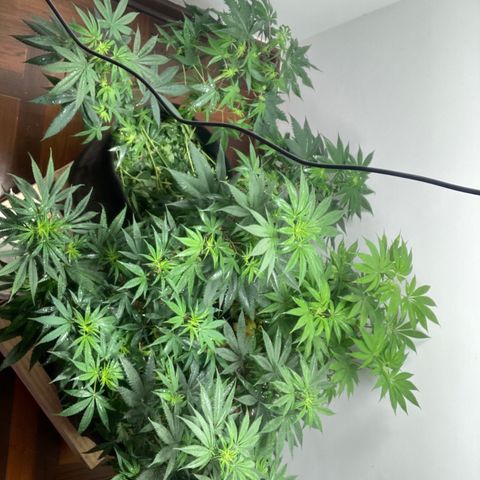 🍀 growlog timeline photo