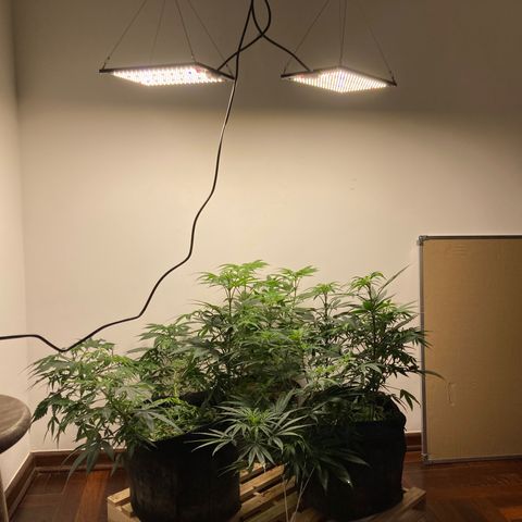 🍀 growlog timeline photo
