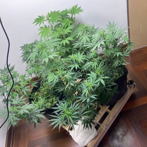 🍀 growlog timeline photo