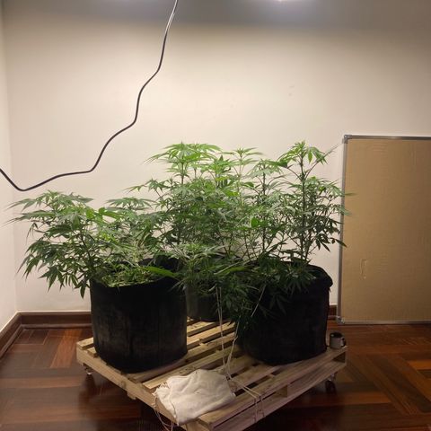 🍀 growlog timeline photo