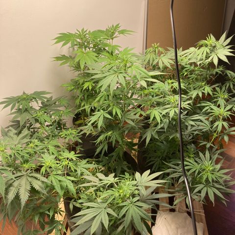 🍀 growlog timeline photo