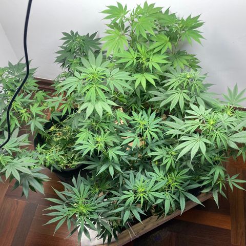 🍀 growlog timeline photo