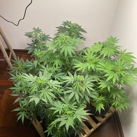 🍀 growlog timeline photo