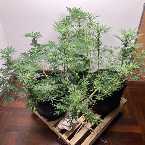 🍀 growlog timeline photo