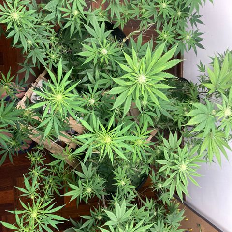 🍀 growlog timeline photo