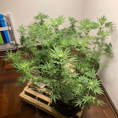 🍀 growlog timeline photo