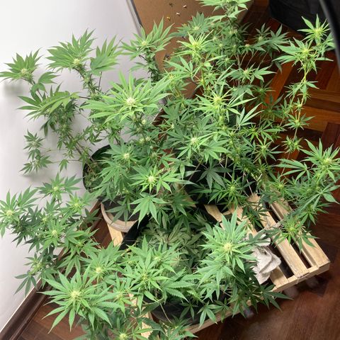 🍀 growlog timeline photo