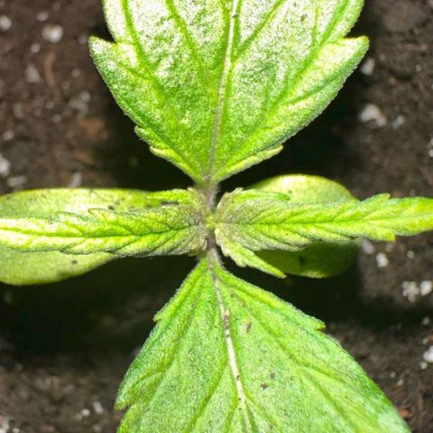 La Mimosica  growlog photo: Подняла свет, рост пошел активнее, разн ца заметна в 1 день