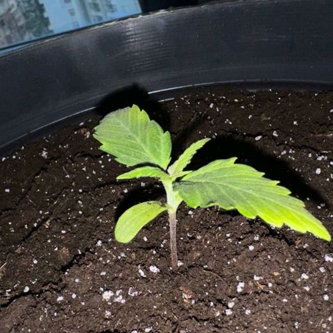La Mimosica  growlog photo: Подняла свет, рост пошел активнее, разн ца заметна в 1 день