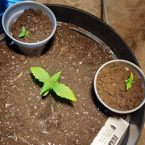 La Mimosica  growlog photo: Пошла жара