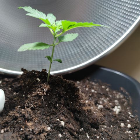 Genética desconocida growlog photo: Lleva 14 días desde que salió del sustrato