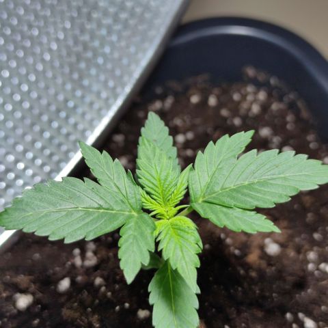 Genética desconocida growlog photo: Lleva 14 días desde que salió del sustrato