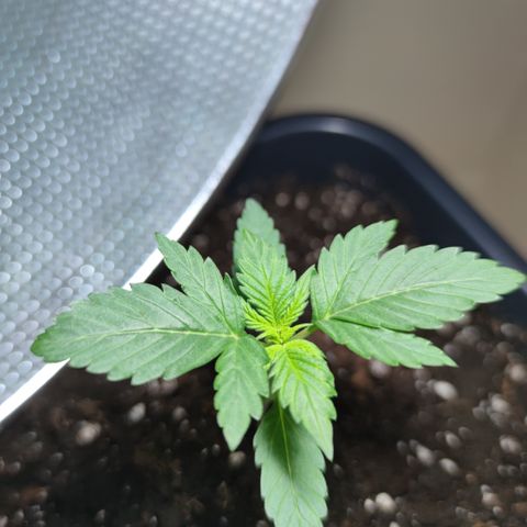 Genética desconocida growlog photo: Lleva 14 días desde que salió del sustrato