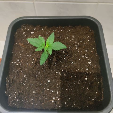 Genética desconocida growlog photo: Fue su trasplante a maceta de 11 litros.