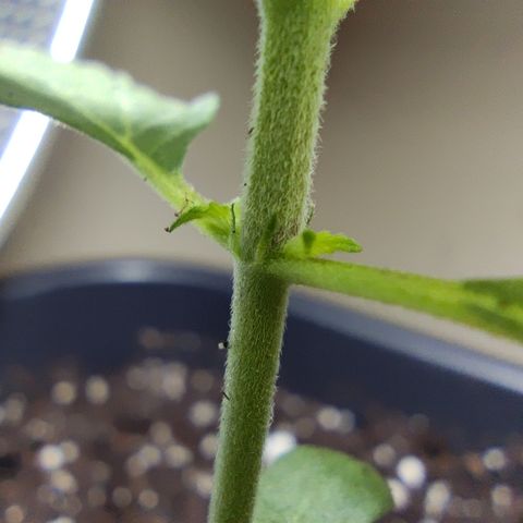 Genética desconocida growlog photo: Fue su trasplante a maceta de 11 litros.
