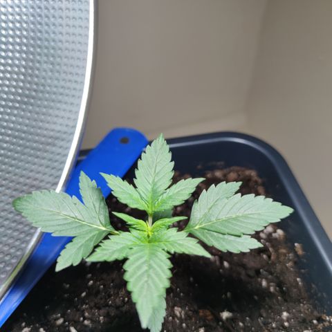 Genética desconocida growlog photo: Le están saliendo hojas entre sus ramas y el tallo.. su hojas son más grandes cada dia