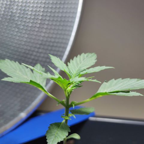 Genética desconocida growlog photo: Le están saliendo hojas entre sus ramas y el tallo.. su hojas son más grandes cada dia