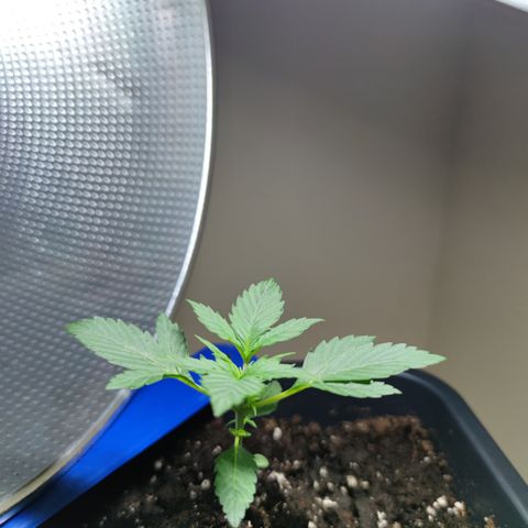 Genética desconocida growlog photo: Le están saliendo hojas entre sus ramas y el tallo.. su hojas son más grandes cada dia