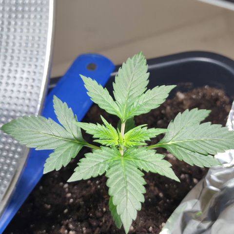 Genética desconocida growlog photo: Ya empiezan a salir sus hojas de 5 dedos.