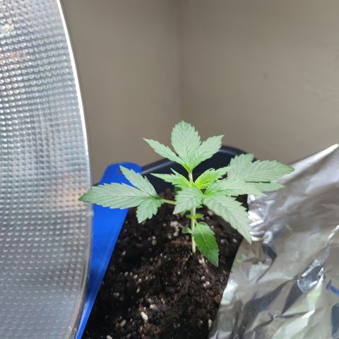 Genética desconocida growlog photo: Ya empiezan a salir sus hojas de 5 dedos.