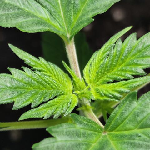 Genética desconocida growlog photo: Ya empiezan a salir sus hojas de 5 dedos.