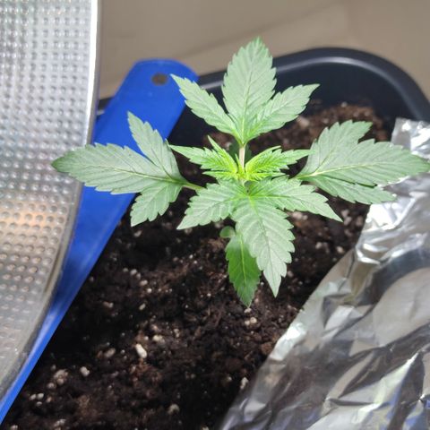 Genética desconocida growlog photo: Ya empiezan a salir sus hojas de 5 dedos.