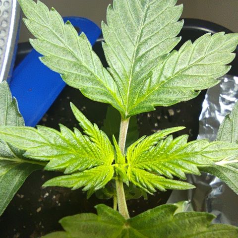 Genética desconocida growlog photo: Ya empiezan a salir sus hojas de 5 dedos.