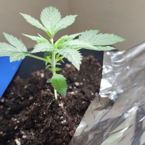Genética desconocida growlog photo: Ya empiezan a salir sus hojas de 5 dedos.