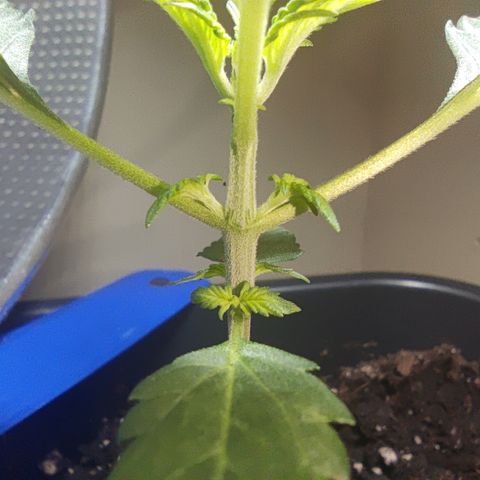 Genética desconocida growlog photo: Ya empiezan a salir sus hojas de 5 dedos.