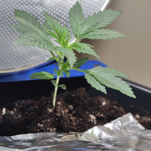 Genética desconocida growlog photo: Sus hojas de 5 dedos cada ves son más grandes.. 