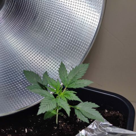 Genética desconocida growlog photo: Sus hojas de 5 dedos cada ves son más grandes.. 