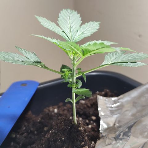 Genética desconocida growlog photo: Sus hojas de 5 dedos cada ves son más grandes.. 