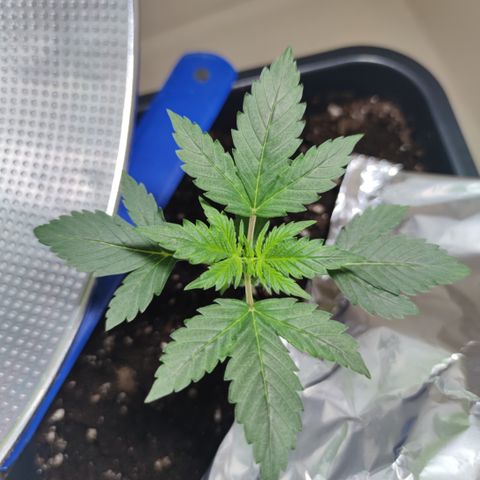 Genética desconocida growlog photo: Sus hojas de 5 dedos cada ves son más grandes.. 